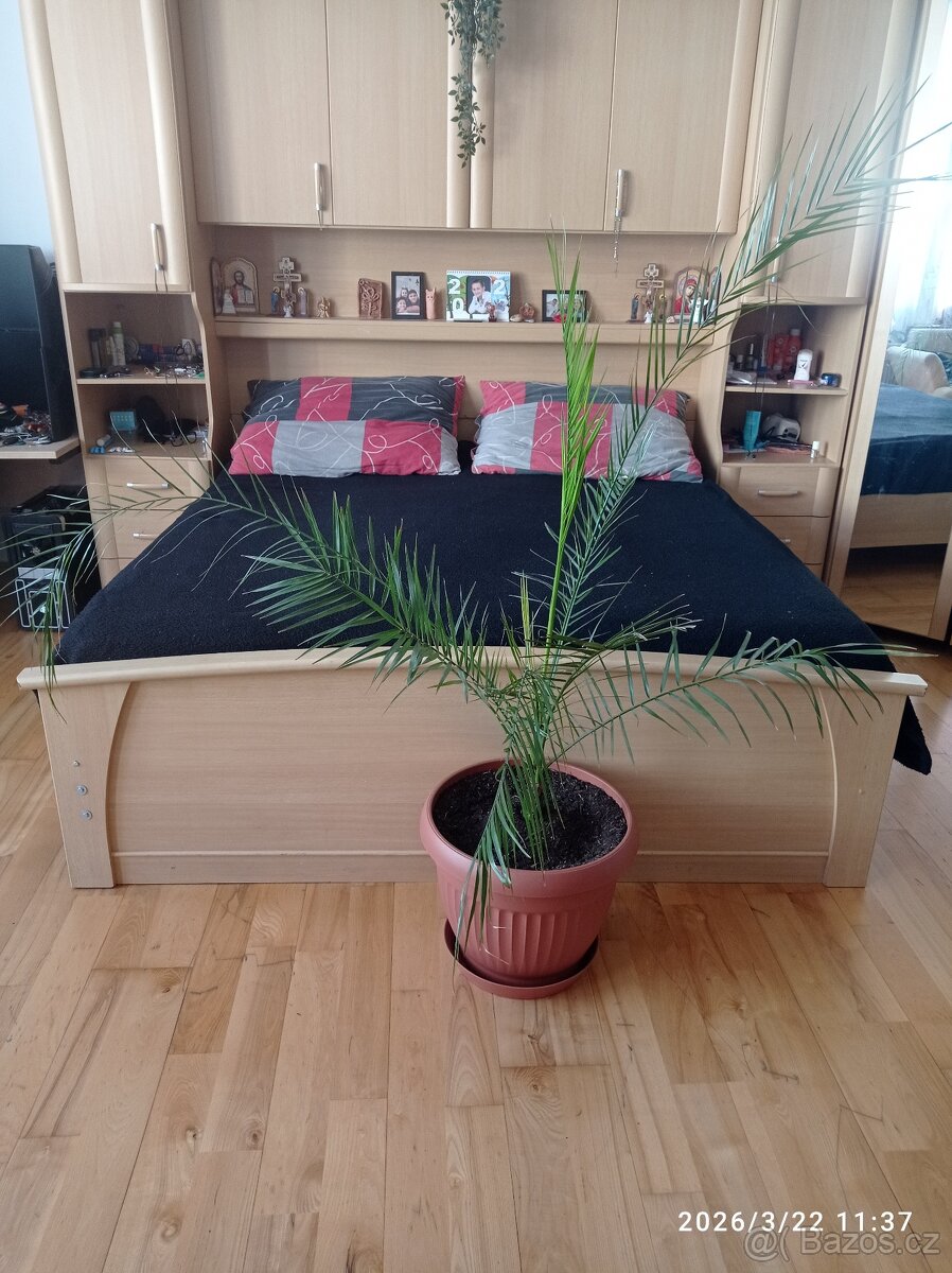 Palma - datlovník pravý 🌴 - 2