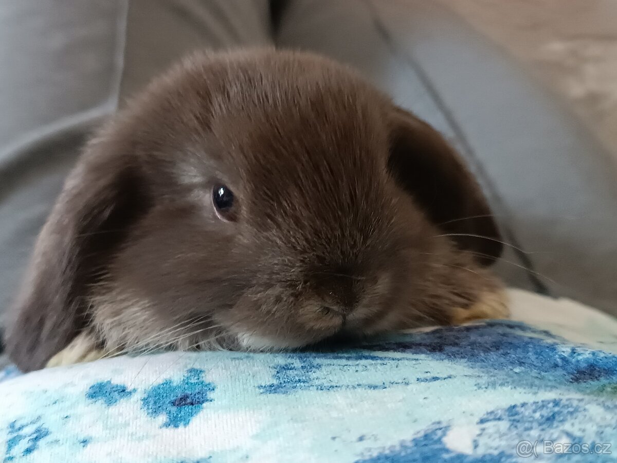 Nabízím miminka minilopů - 2