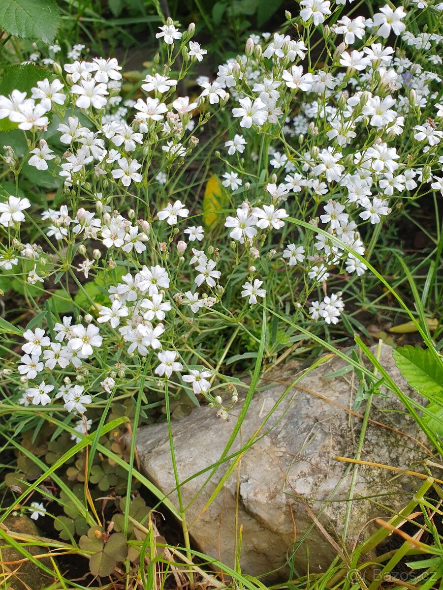 Šater plazivý, bílý - 2