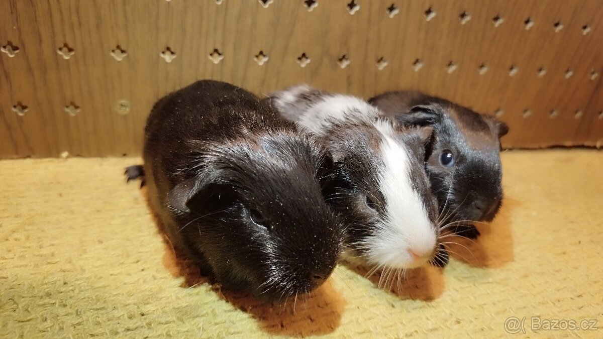 Morčata - morče dalmatin - 2