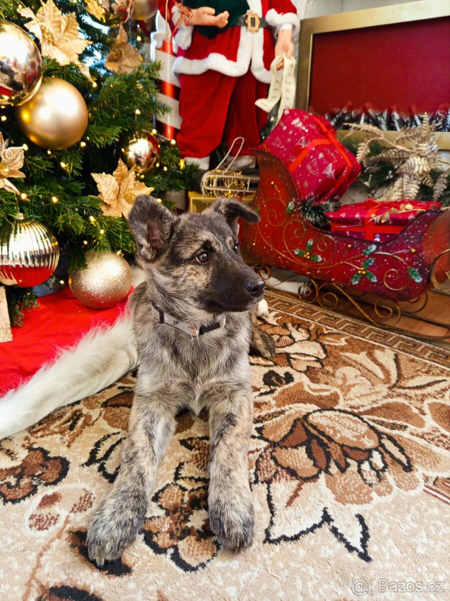 Štěně NO x Belgický ovčák - 2