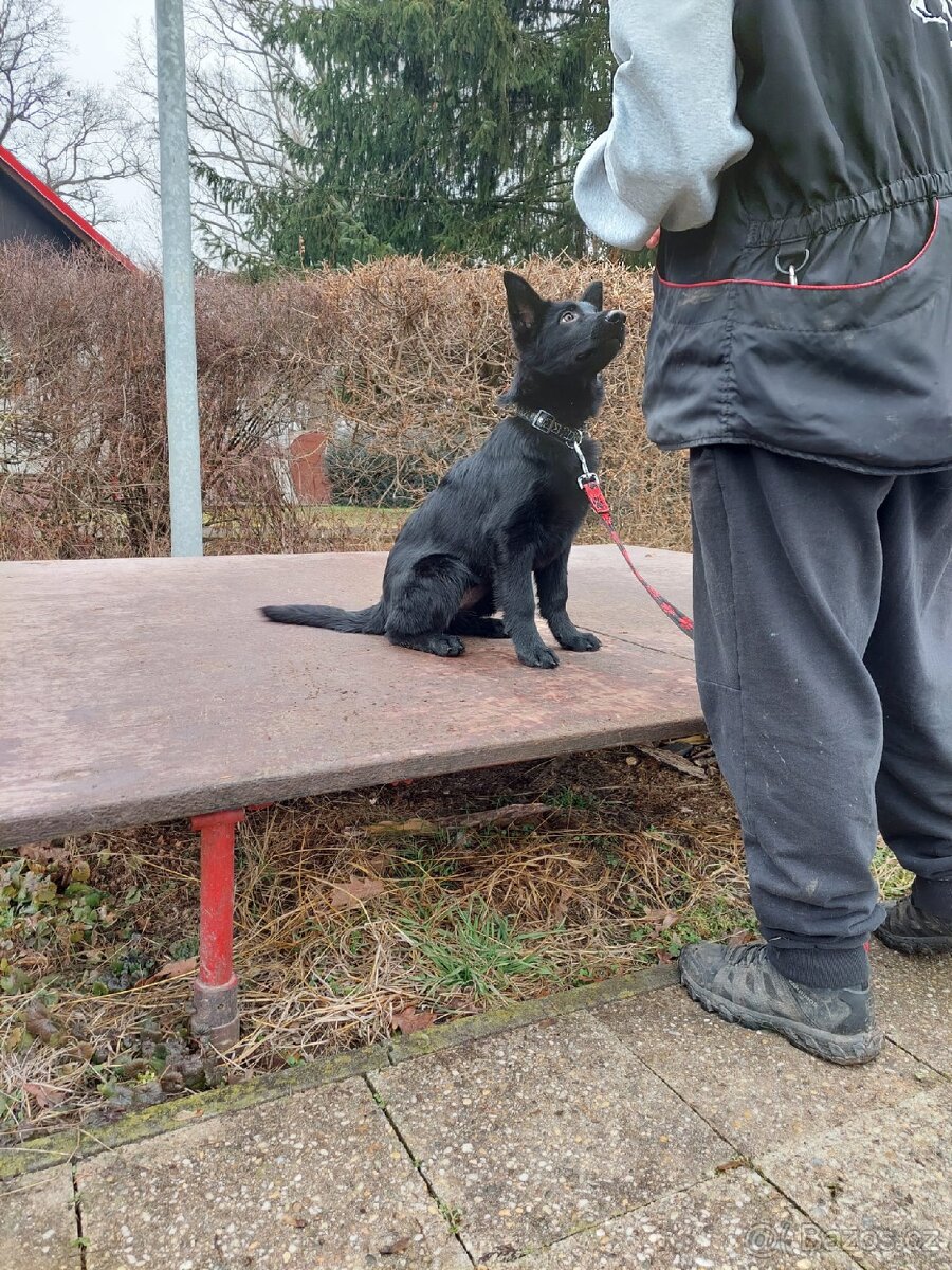 Německý ovćák s PP, fena - 2