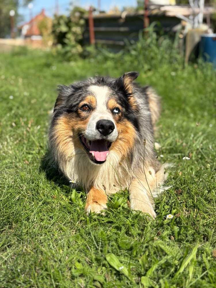 Schanime kamaradku - 2