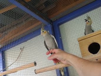 Prodám loňské mladé korely - 2