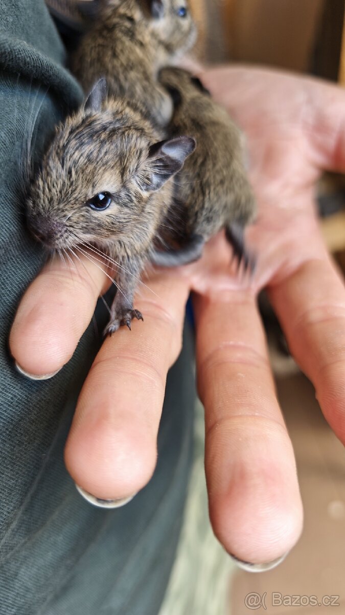 Prodám mláďata osmáků degu - 2