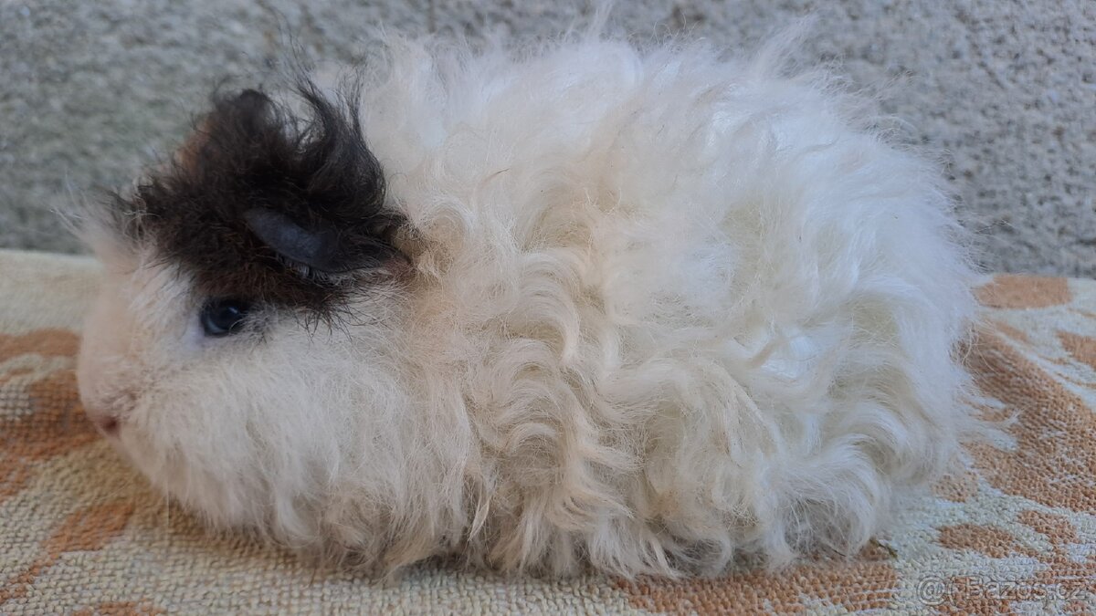 Sameček texel, dlouhosrsté morče - 2