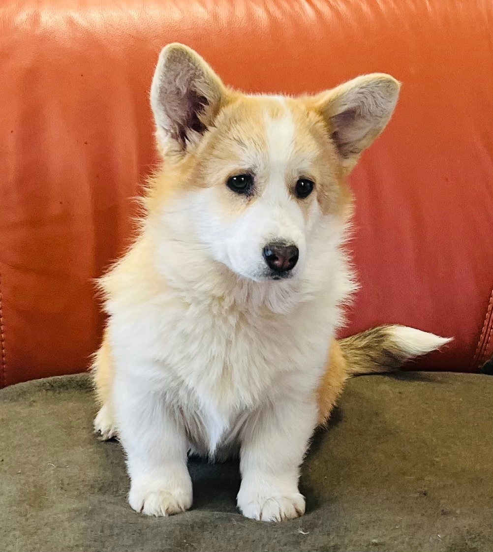 Welsh Corgi Pembroke s PP - 2