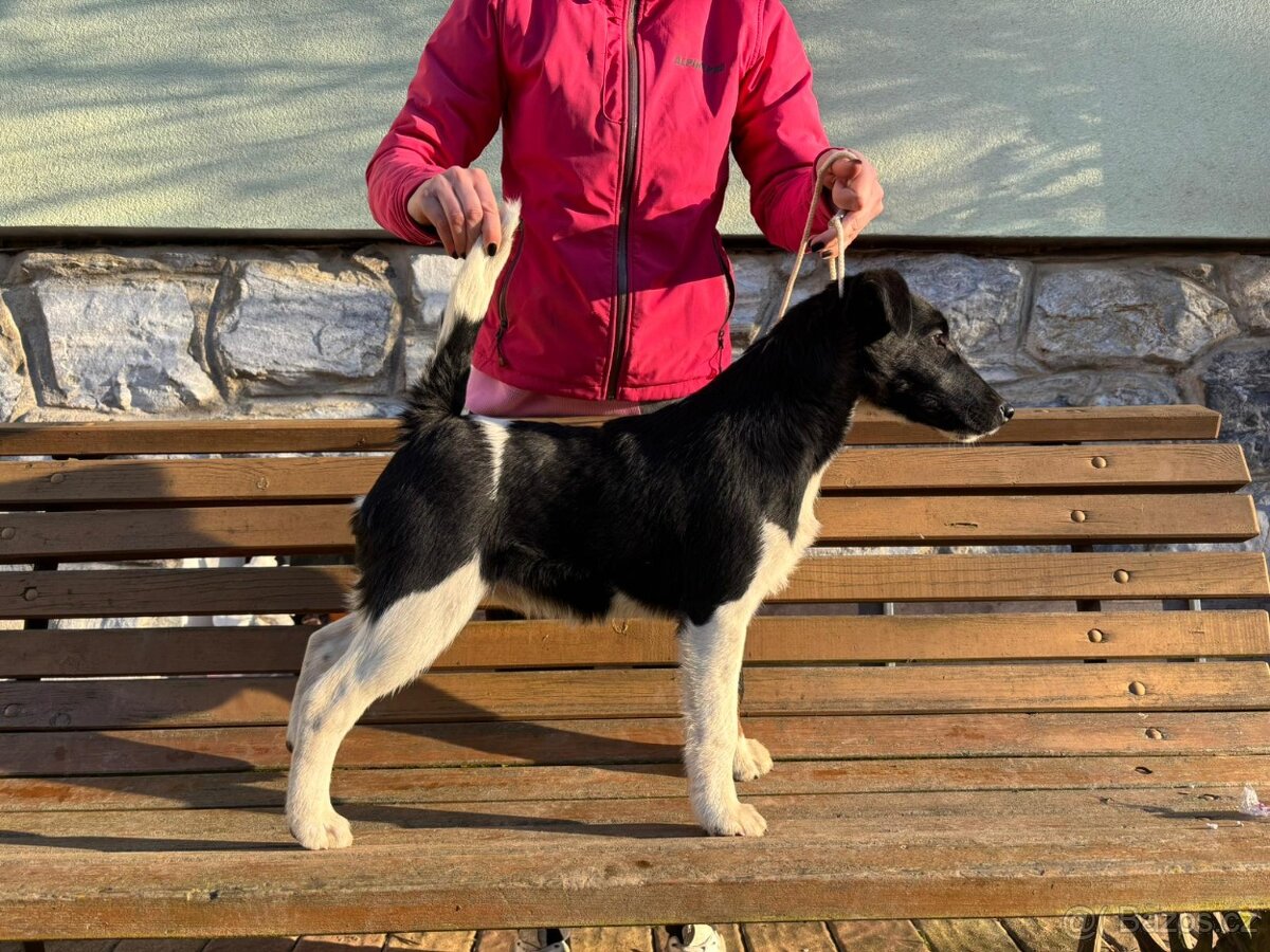 Foxteriér hladkosrstý - mimořádná nabídka - 2