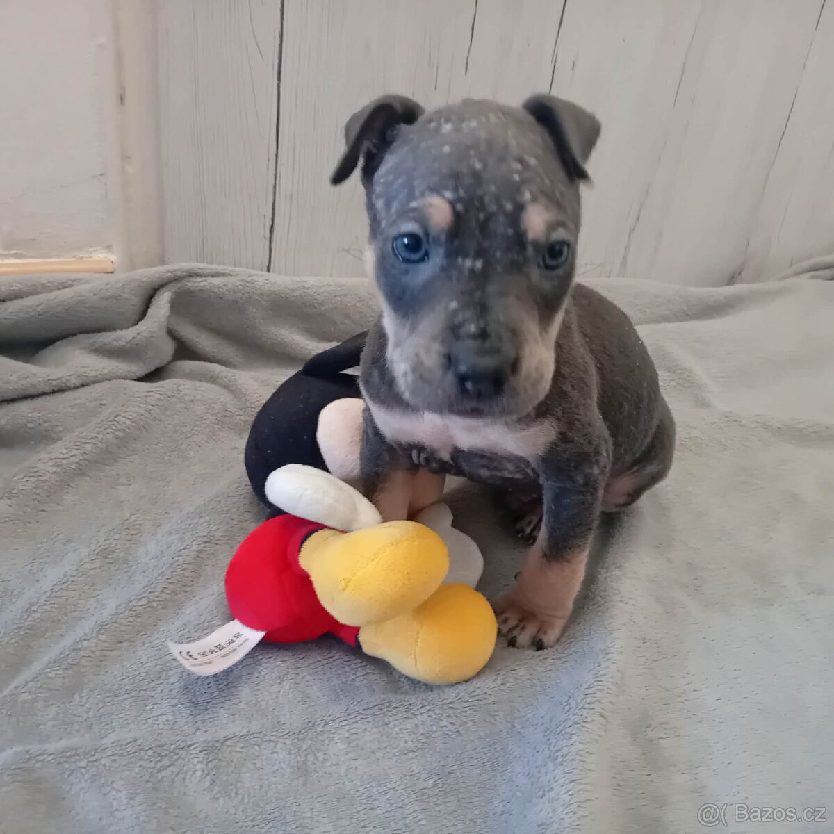 Stafordšírský bulteriér - 2