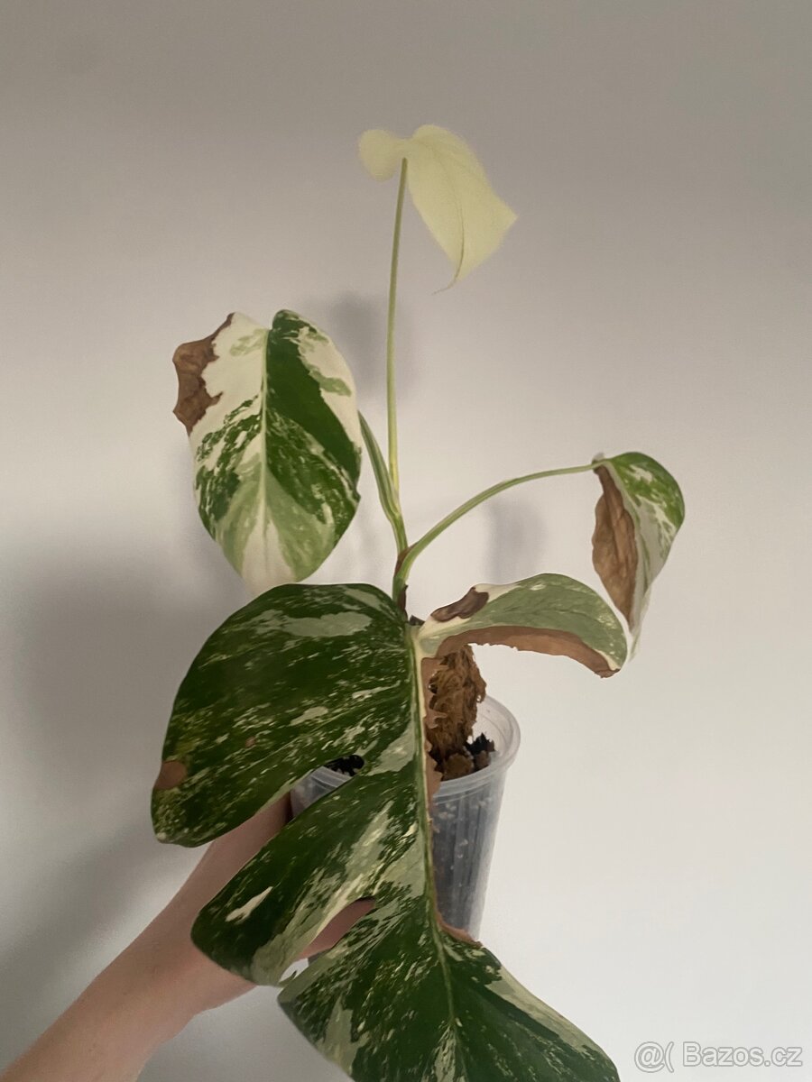 Monstera Deliciosa Albo Variegata - 2