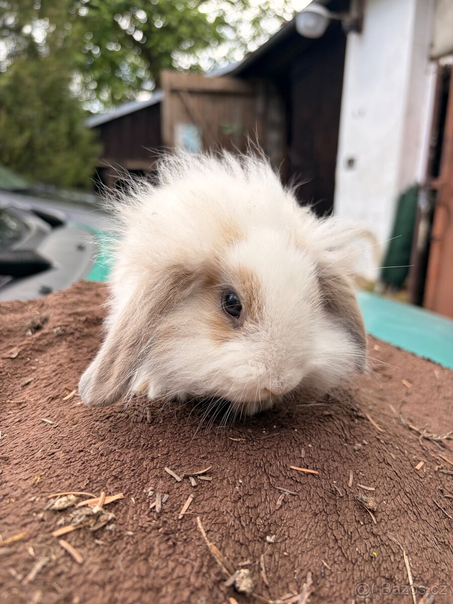 Zakrslý beránek - samec 🐰 - 2