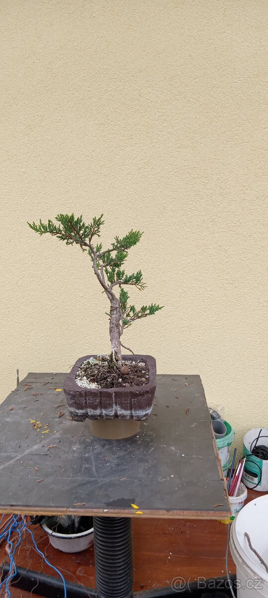 Bonsai jalovec - 2