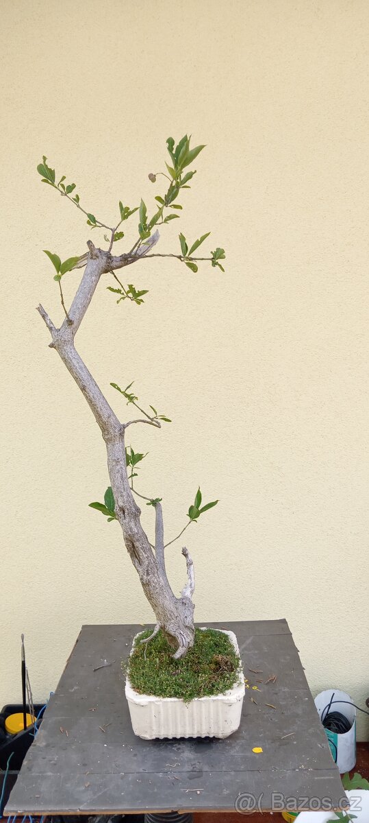 Bonsai brslen - 2