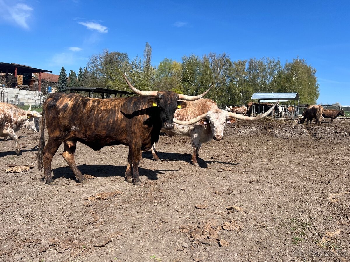 Mladé březí krávy Texas longhorn - 2