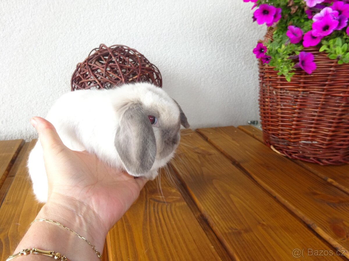 Minilop - samička - 2