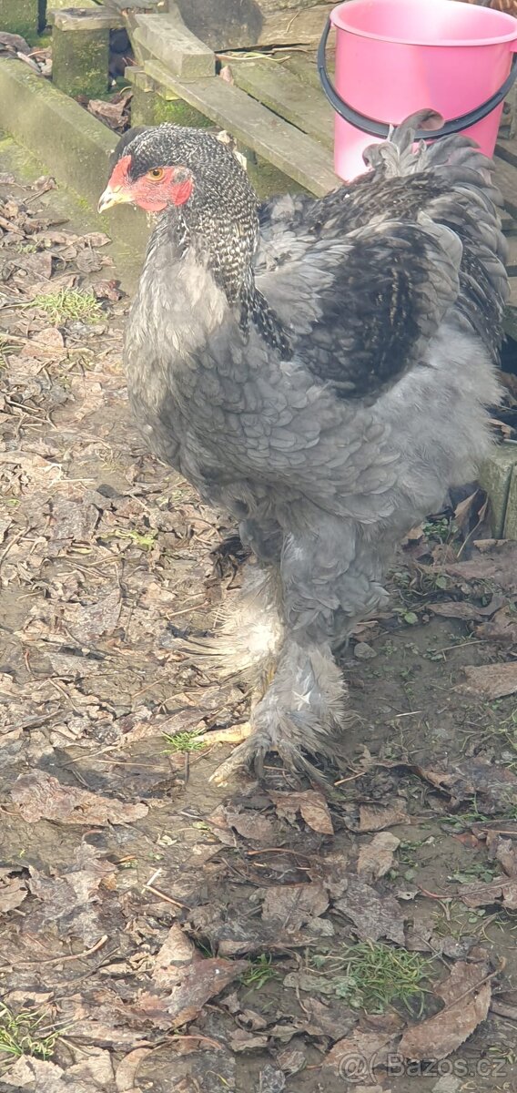 Kohout Brahmanka - 2