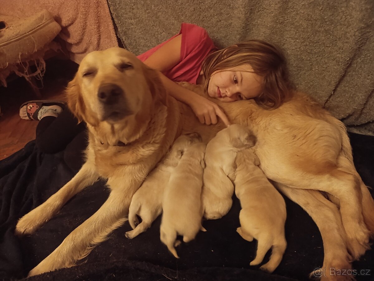 Zlatý retrivr - 2