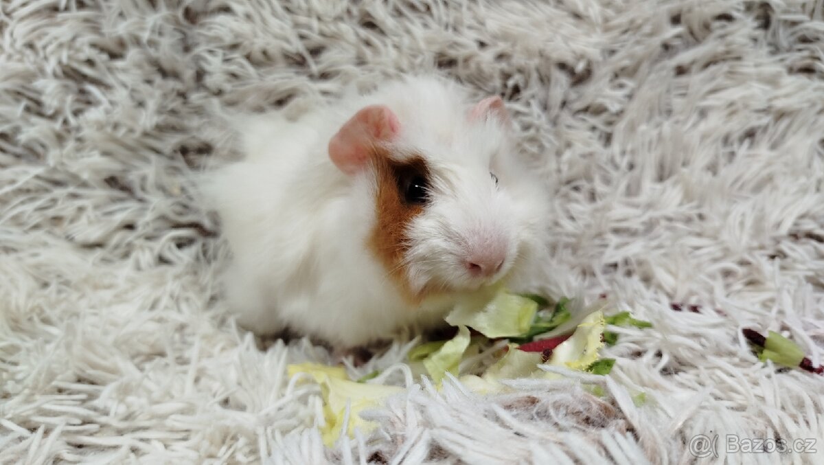 Morče, Morčata, Morčátko, Morčátka - DARWIN A MERLIN - 2