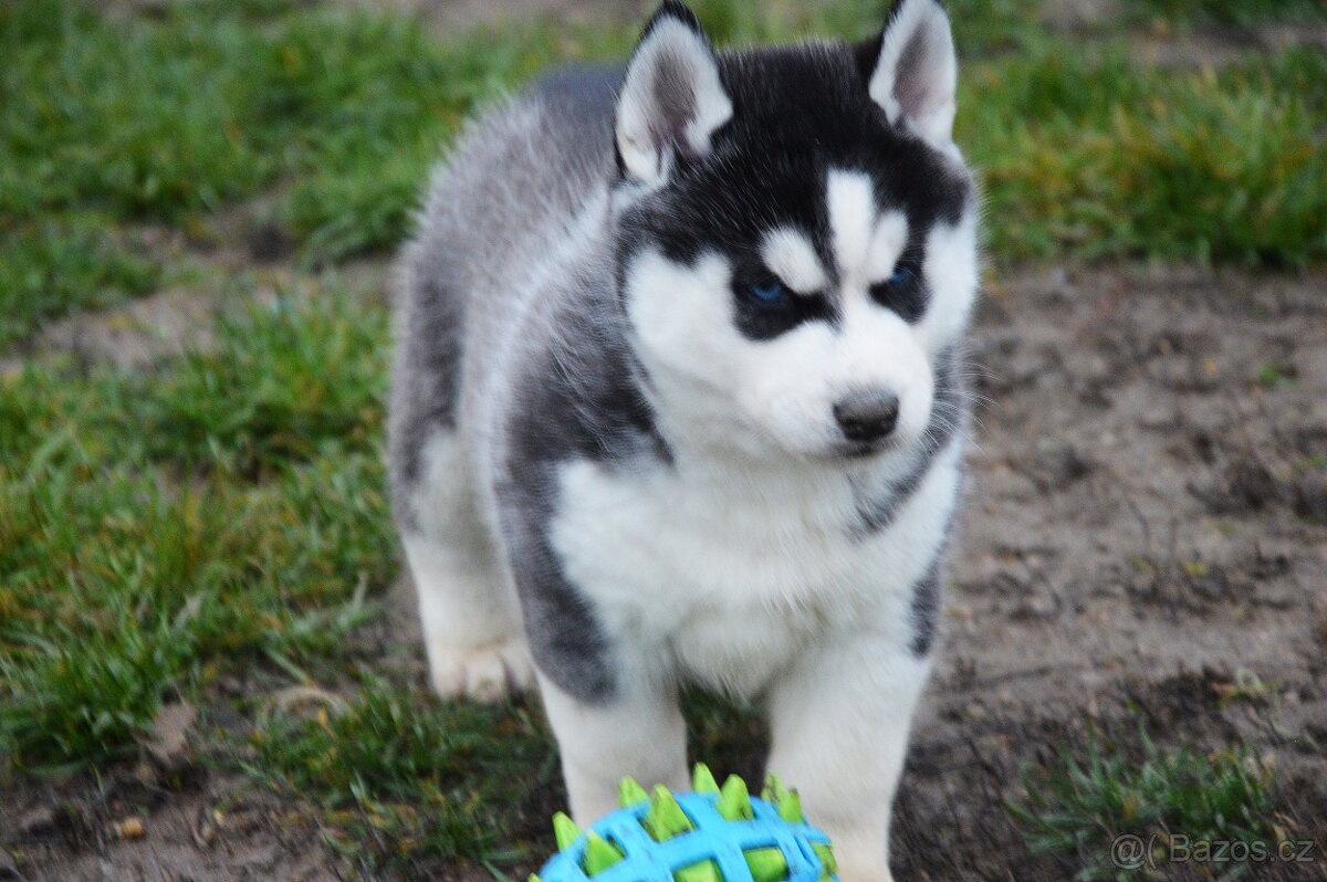 Štěňátka Sibišký husky s PP - 2