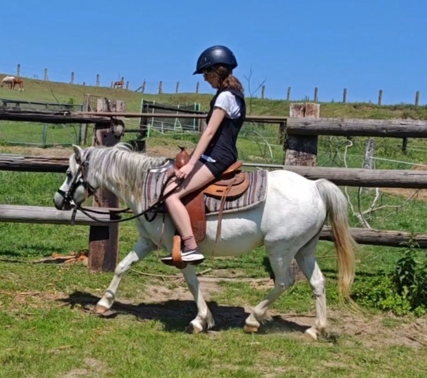 Welsh pony 120cm - 2