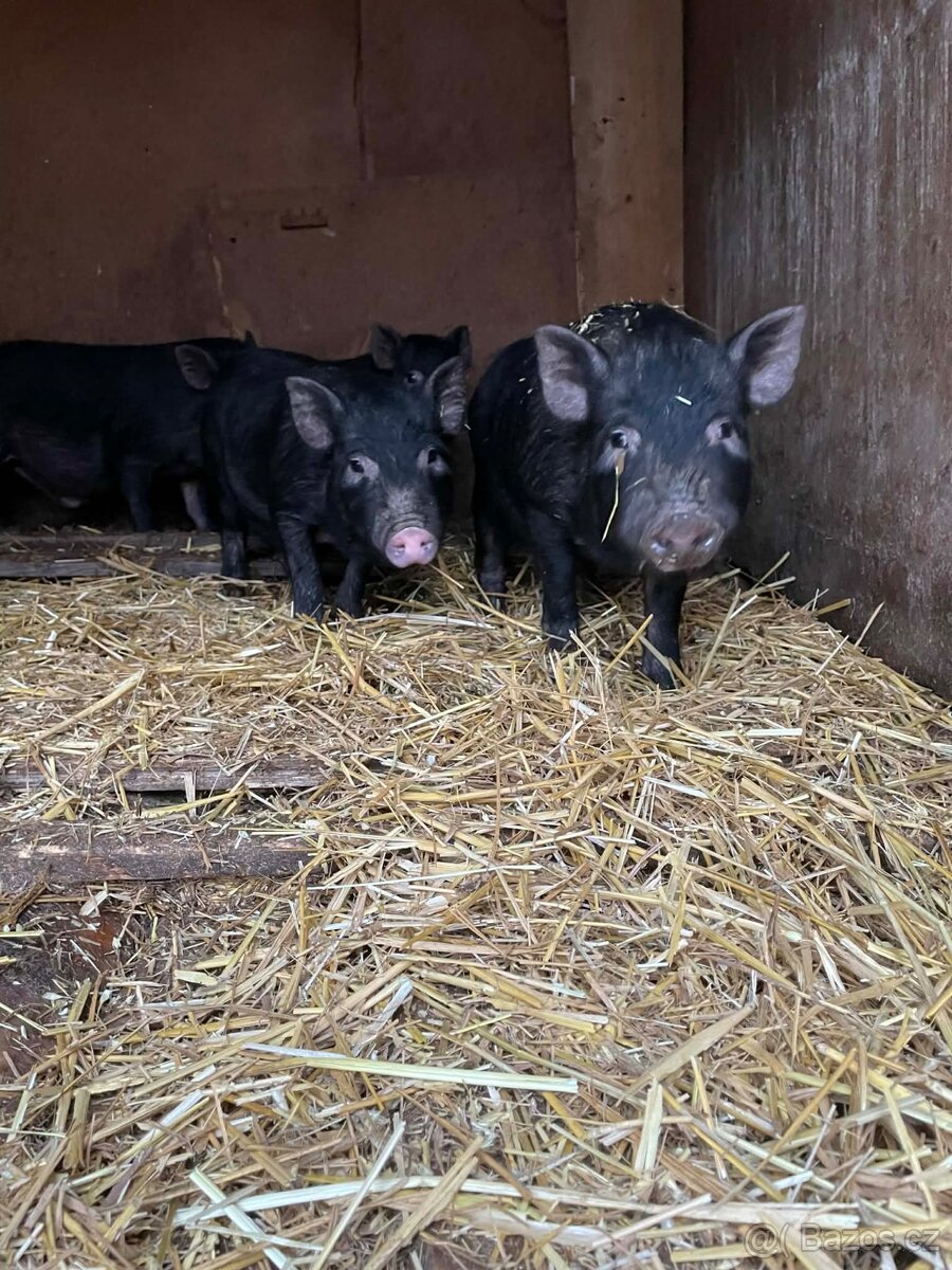 Vietnamská selata - 2