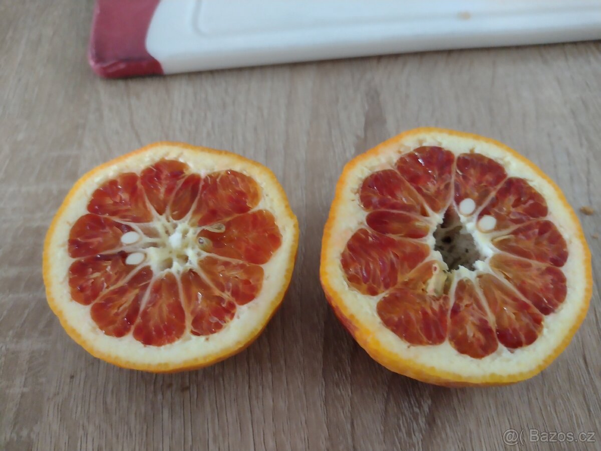 Pomerančovník Arcobal - 2