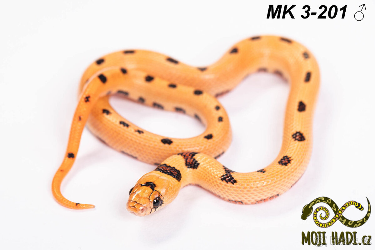 Lampropeltis MAGMAKING - 2