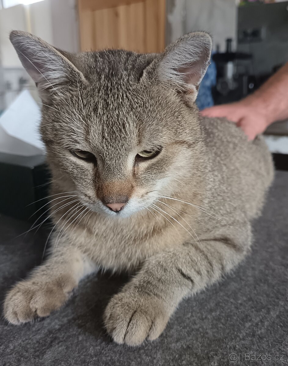 Kocour - 2