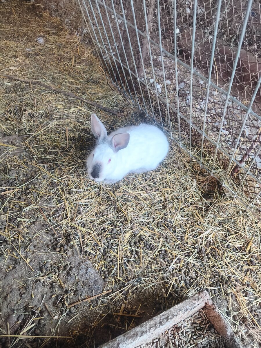 Prodám samec a samice Hyla - 2