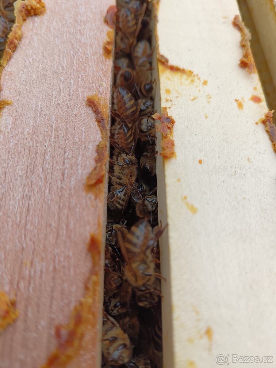 Vyzimované oddělky langstroth 2/3 k odběru ihned - 2