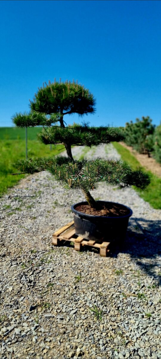 Tvarované borovice přímo od pěstitele. Velké bonsaje - 2