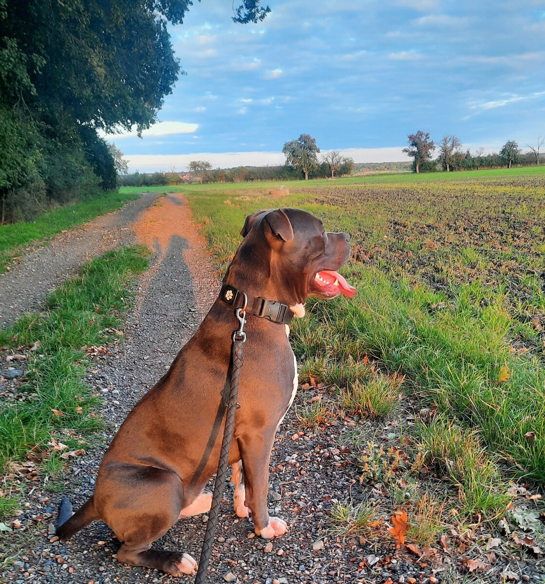 American Bully XL-krytí - 2
