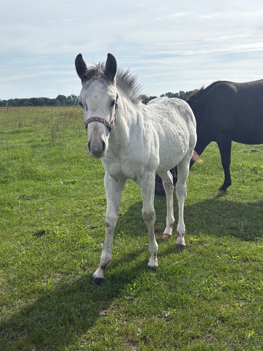 Hřebeček Appaloosa - 2