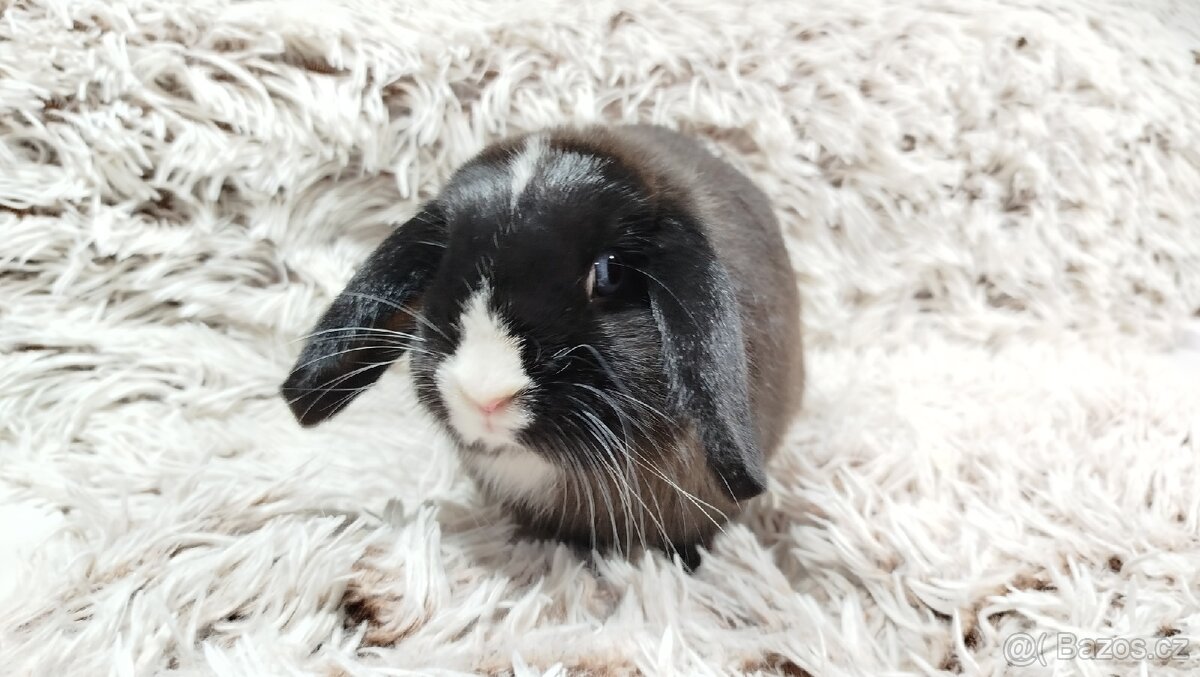 Zakrslý beránek, králíček, králík - LADY - 2