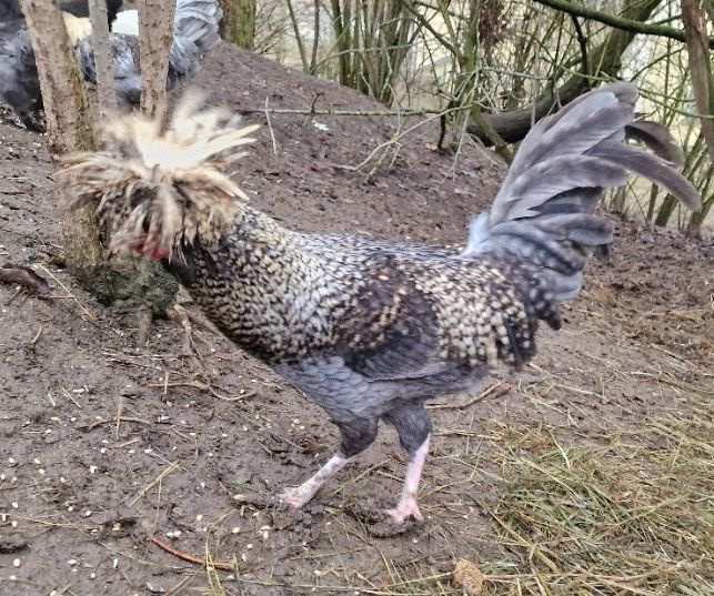 Kohouti Holanďanky, Hedvábničky - 2