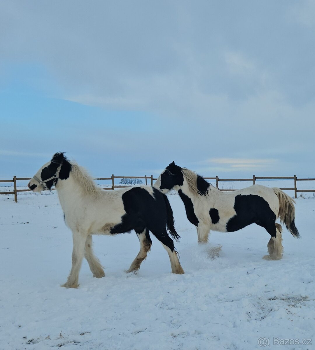 Hřebeček Irský Cob, Irish Cob - 2