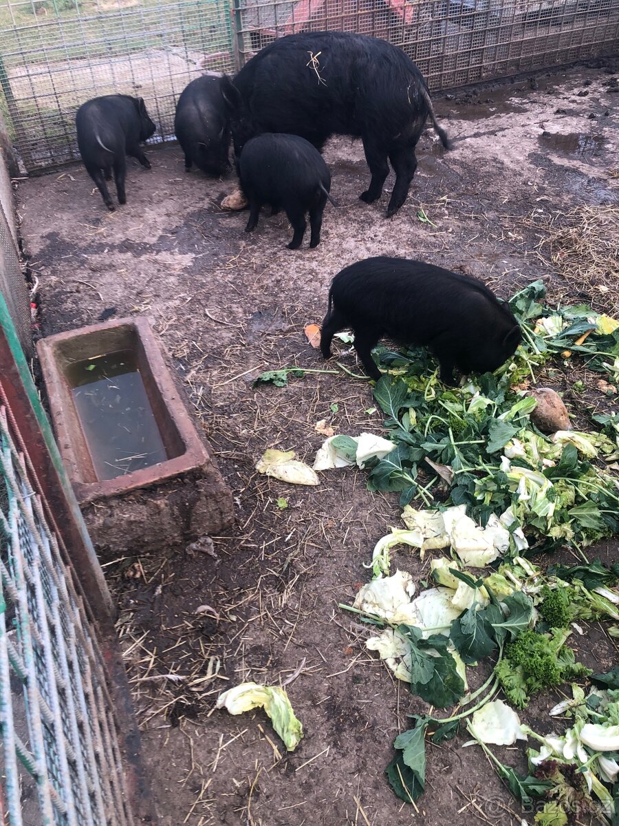 Vietnamské prase - 2