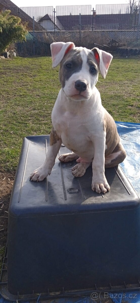 Štěně stafordšírský teriér - 2