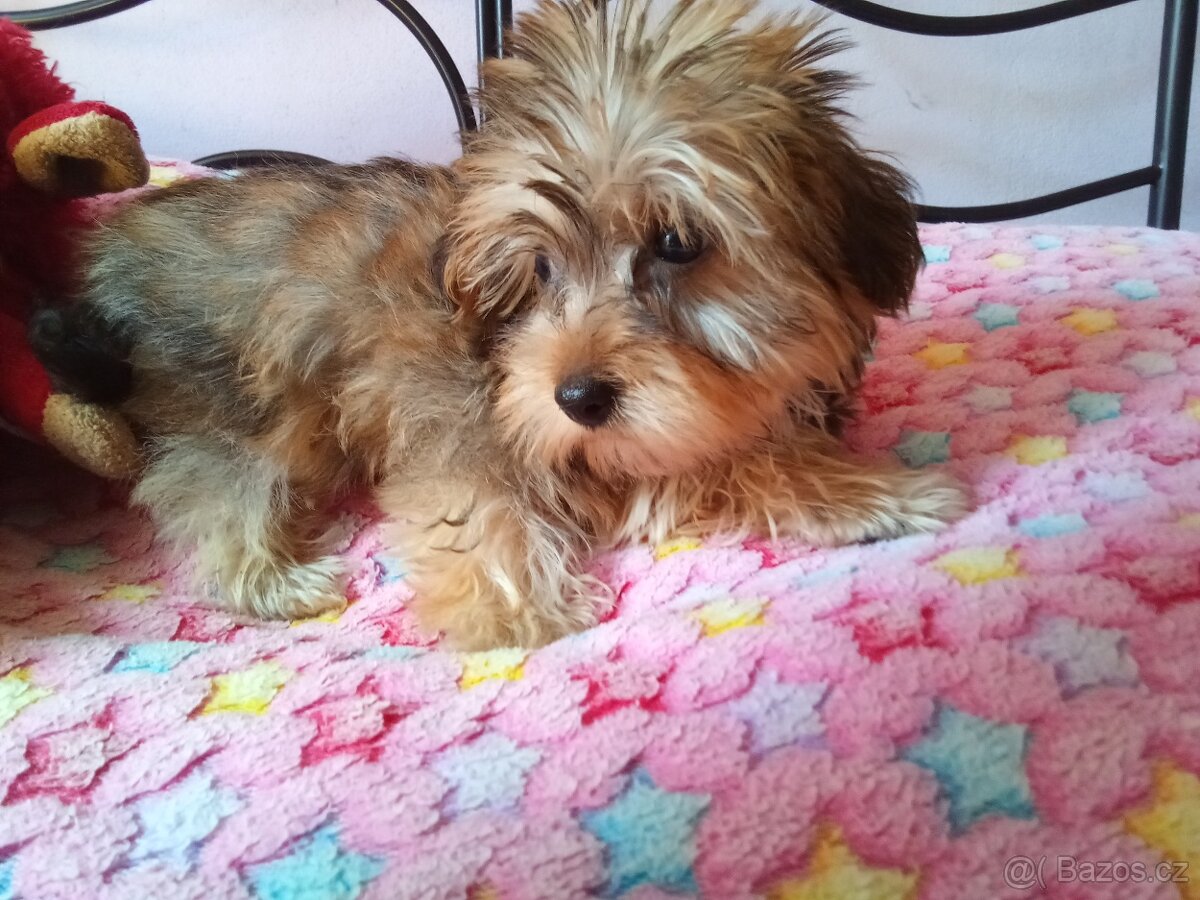 JORKSIR ALA BISONEK - 2