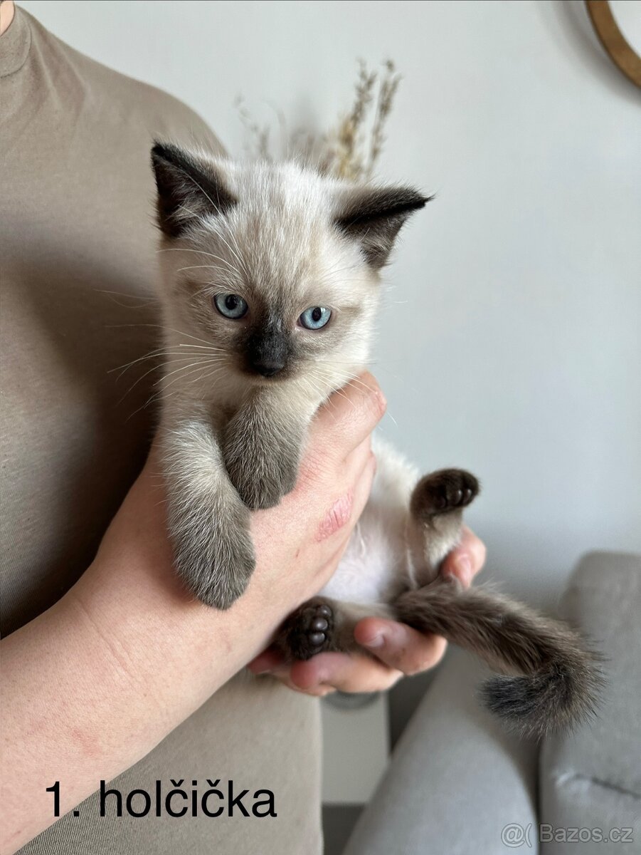 Koťátka Ragdoll bez PP - 2