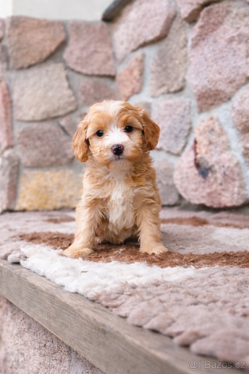 Pudl toy/pekinez - 2