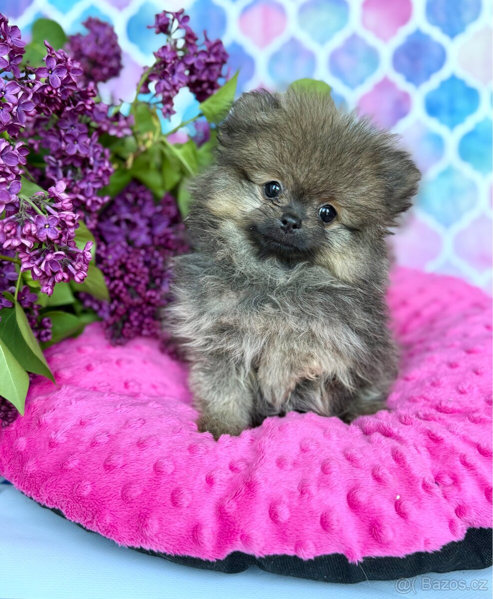 Pomeranian - 2