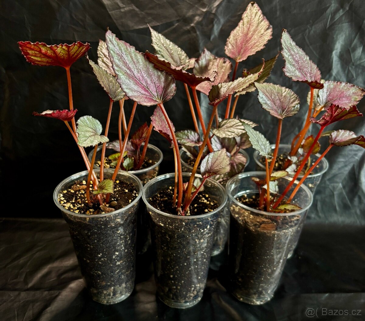 Begonia rex Magic Colours - 2