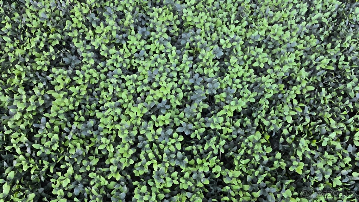 Umělý živý plot, Buxus - 2