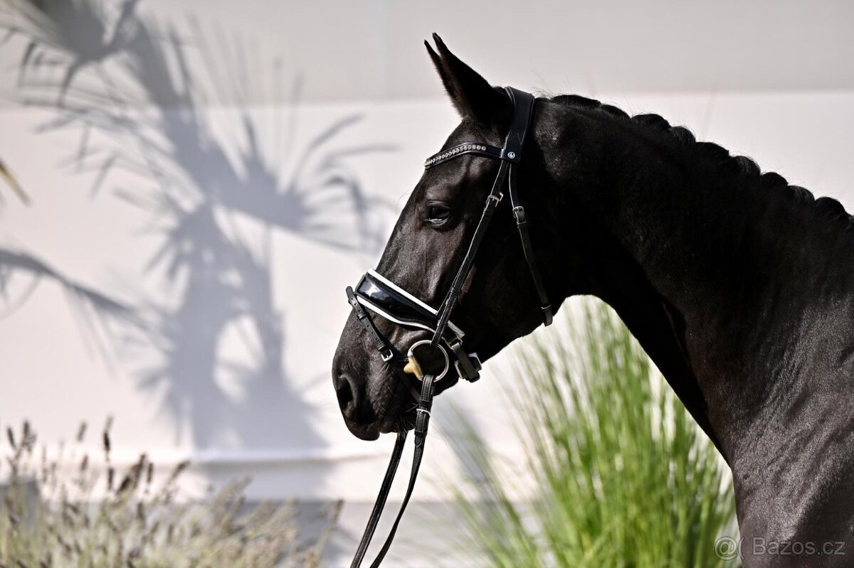 Drezurní klisna po fenomenálním hřebci Secret - 2