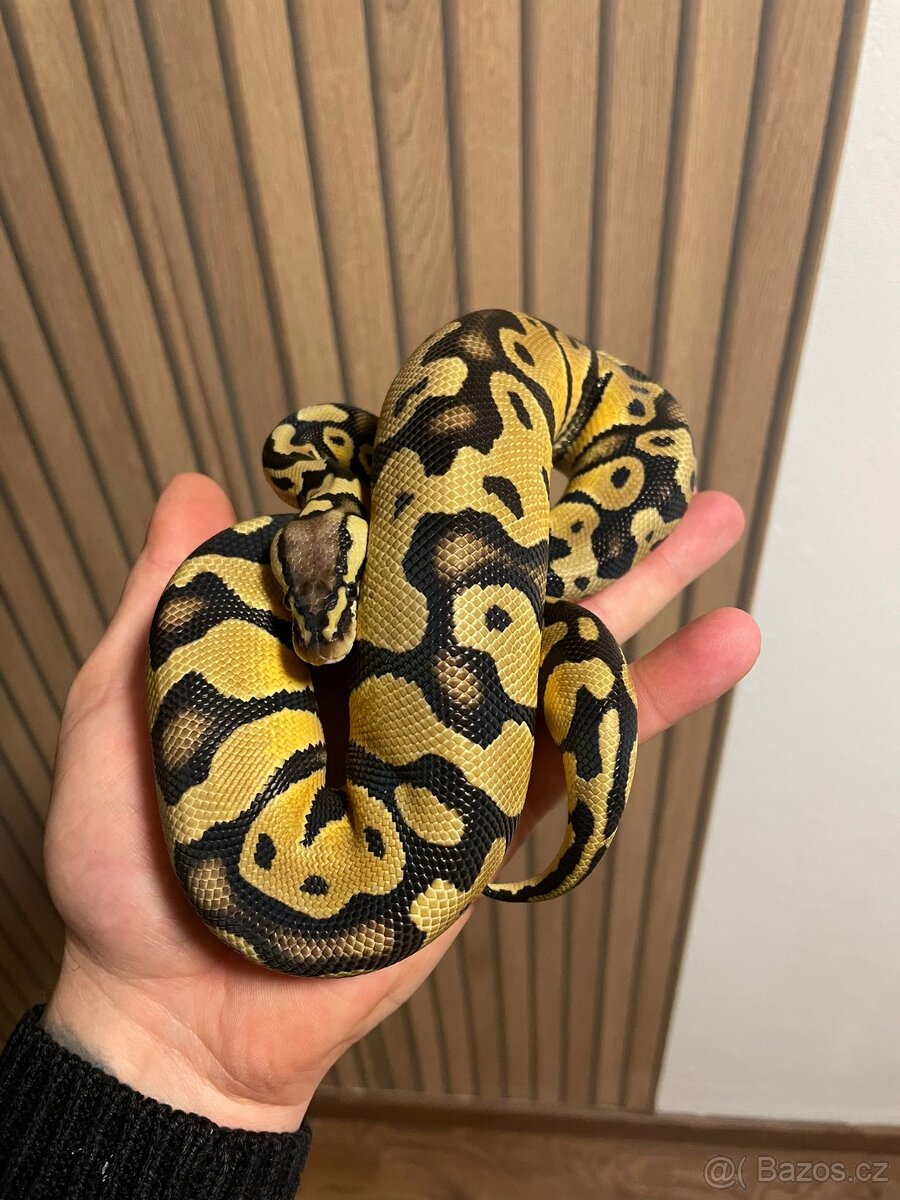Krajta královská samec PASTEL - 2
