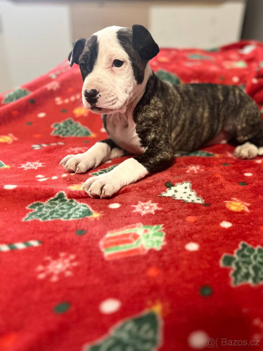 Stafordšírský bulteriér - 2