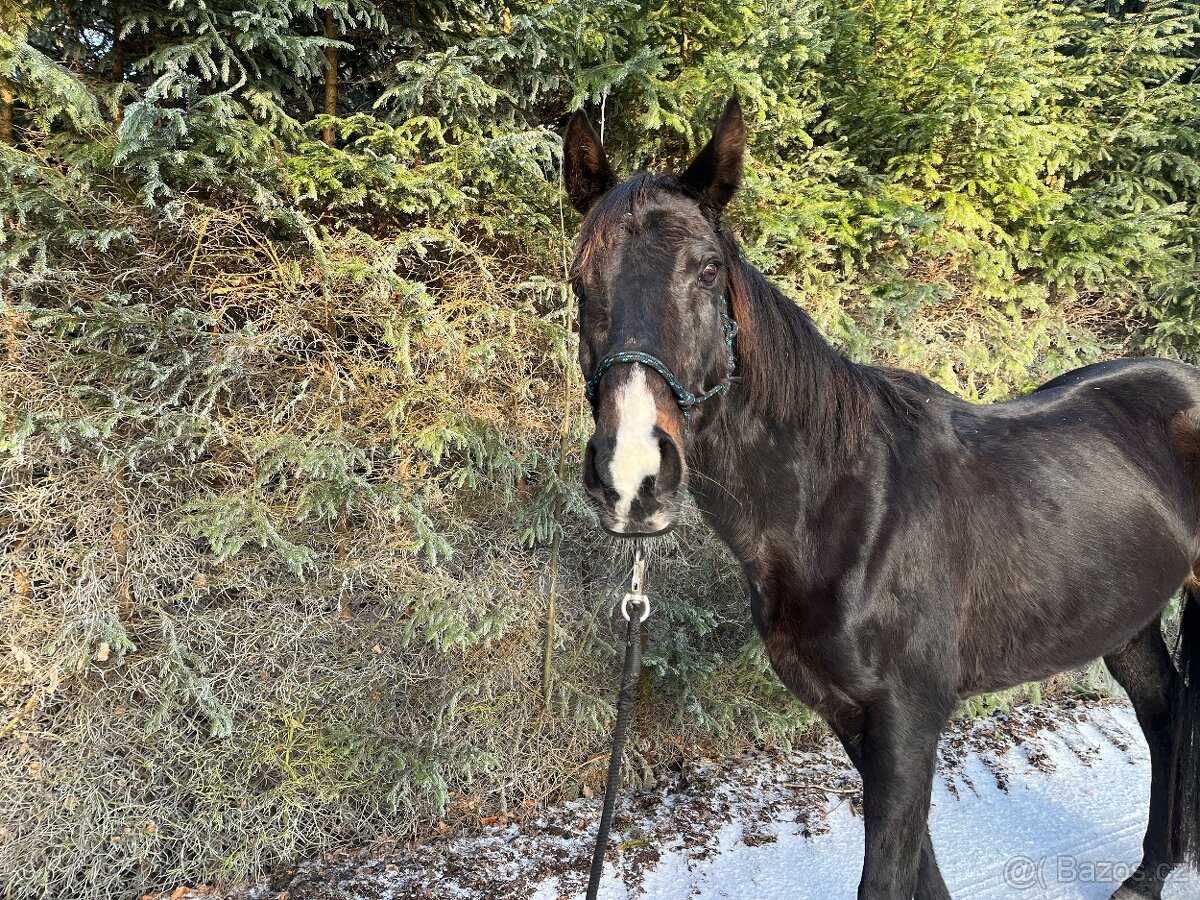 Prodám koně: Klisna A1/1 - 2