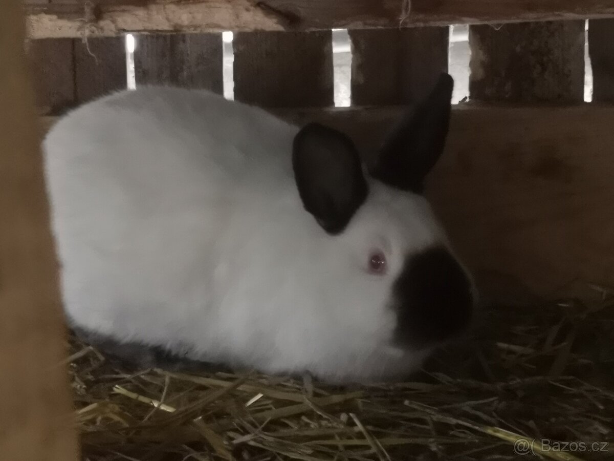 Kalifornský králík - 2