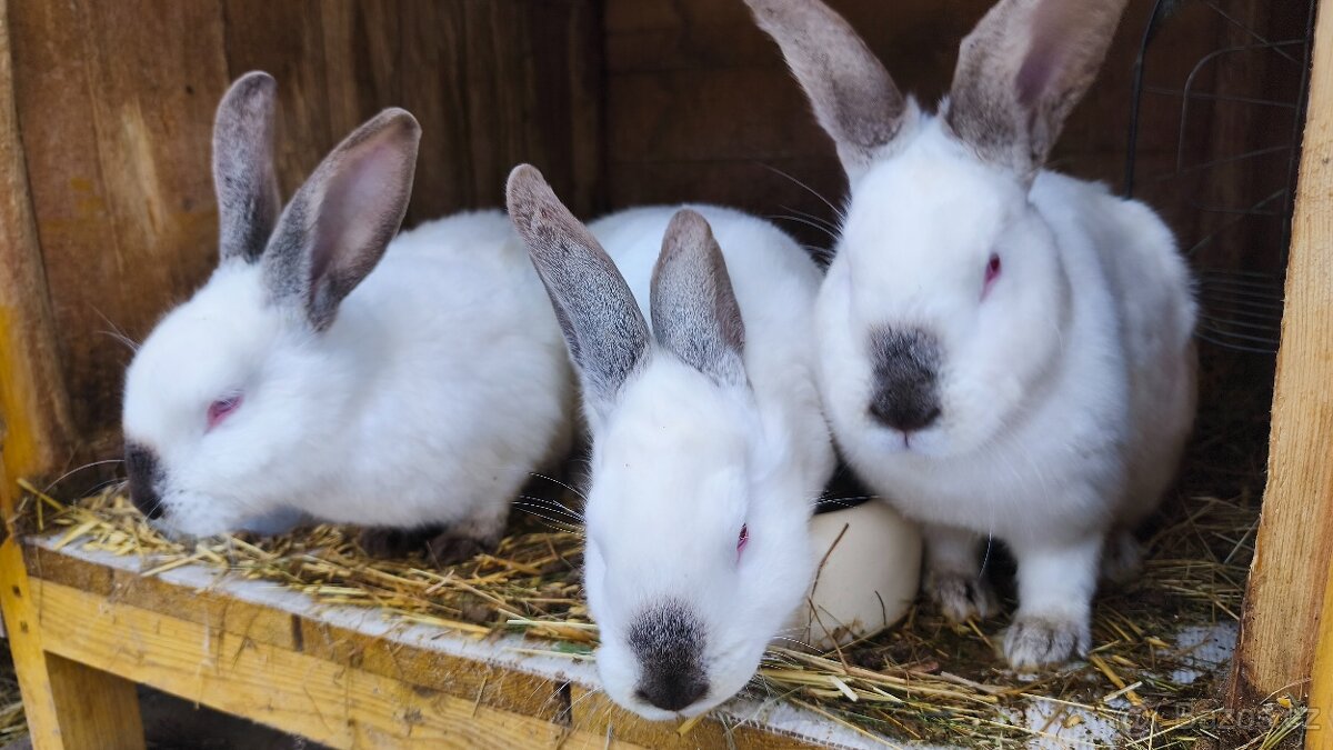 Králíci - 2